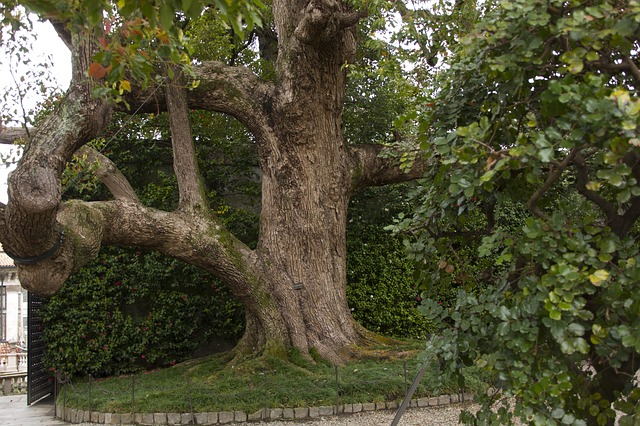 mohutný strom